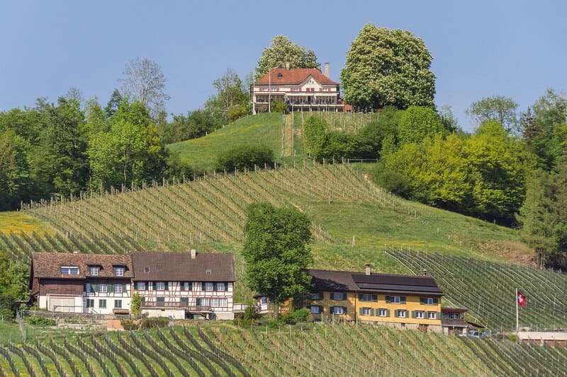 Weinberge an einem grünen Hang bei Weinfelden, Schweiz, mit mehreren Häusern und Bäumen.